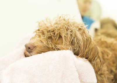 Close up of drying dog