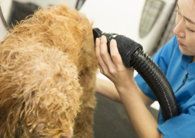 Dog groom dry