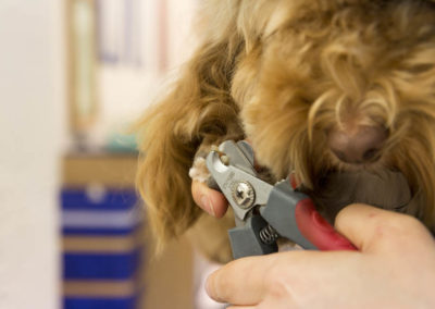 Dog nails cut