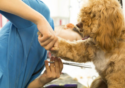 grooming a dog at Angels grooming