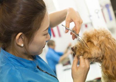 grooming a dog at Angels grooming